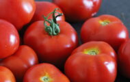Tomate Riviera greffée