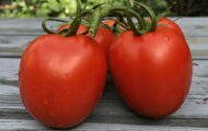 Tomate Romana greffée