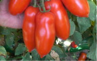 Tomate San Marzano rouge greffée