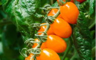 Tomate Santorange greffée
