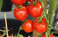 Tomate Sportivo greffée