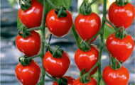 Tomate TomatoBerry greffée