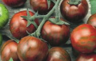 Tomate Zebrino greffée