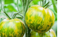 Tomate Green Zebra greffée