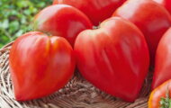 Tomate Cuore di Toro F1 greffée