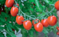 Tomate Olivette greffée