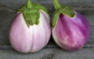 Aubergine Rose de Florence greffée