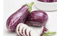 Aubergine Striée greffée