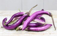 Aubergine Ping Tung greffée