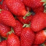 Fraisier Gariguette