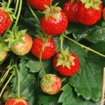 Fraisier Florika