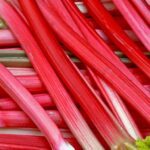 Rhubarbe Sutton's Seedless