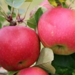 Pommier Delbard Jubilé