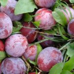 Prunier Damassine