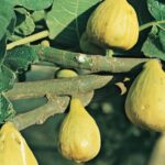 Figuier Goutte d'Or