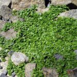 MENTHE CORSE BIO
