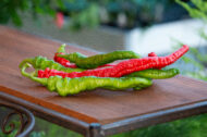 Piment Haricot greffé – Image 2