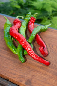 Piment Haricot greffé