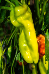 Piment Super Hanaheim greffé – Image 2
