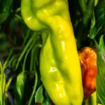 Piment Super Hanaheim greffé