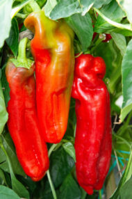 Piment Super Hanaheim greffé – Image 3