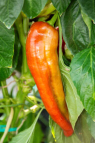 Piment Super Hanaheim greffé – Image 4
