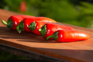 Piment Super Jalapeno greffé – Image 3