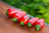 Piment Super Jalapeno greffé – Image 2