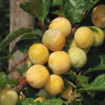 Prunier Bellamira