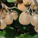 Kiwi Solissimo