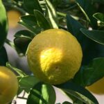 Lime douce de Rome