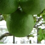 Lime du Mexique