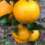 Mandarinier Satsuma Iwasaki