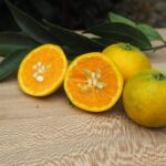 Mandarinier Shivamikan Japan