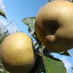 Pommier Reinette du Canada