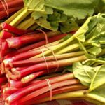 Rhubarbe Canada Red