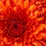 Rosa Mandarin