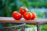 Tomate Praecossimo greffée – Image 2