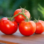 Tomate Praecossimo greffée