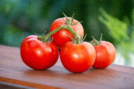Tomate Praecossimo greffée