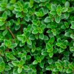 THYM CITRON RAMPANT BIO