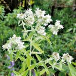 MENTHE DES MONTAGNES BIO