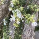 ROMARIN BLANC BIO