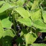 SAUGE TROPICALE BIO