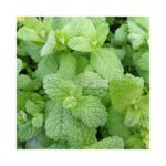 MENTHE CARAMEL BIO