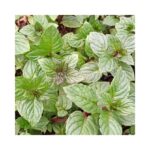 MENTHE REGLISSE BIO