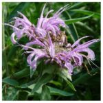 MENTHE MONARDE BIO