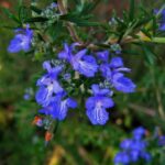 ROMARIN BLEU BIO