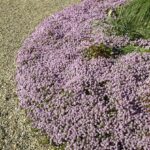 THYM D'INNSBRUCK BIO