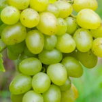 Vigne Arkadia